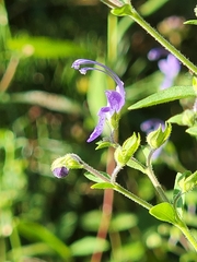 Trichostema dichotomum