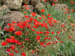 Papaver rhoeas