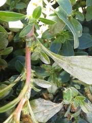 Amaranthus blitoides