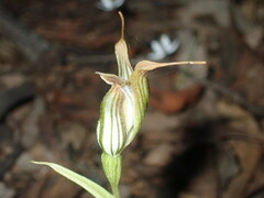 Pterostylis recurva