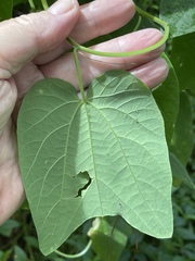Passiflora rubra