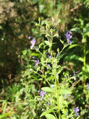 Trichostema dichotomum