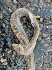 Pantherophis bairdi
