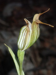 Pterostylis recurva