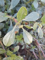 Amaranthus blitoides