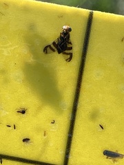 Rhagoletis indifferens