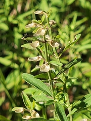 Trichostema dichotomum