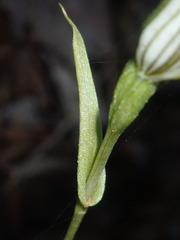 Pterostylis recurva