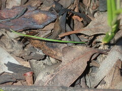 Pterostylis recurva