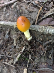 Amanita arkansana