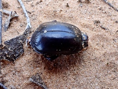 Coleoptera