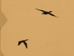 Nannopterum brasilianum