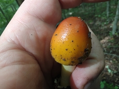 Amanita arkansana