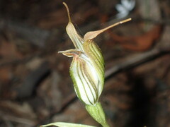 Pterostylis recurva