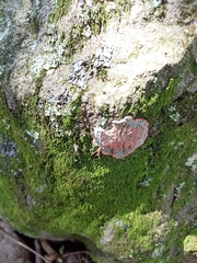 Herpothallon rubrocinctum