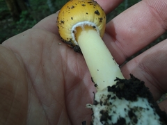 Amanita arkansana
