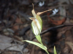 Pterostylis recurva