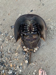 Limulus polyphemus