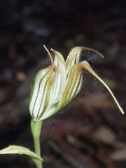 Pterostylis recurva
