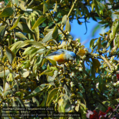 Chlorophonia elegantissima
