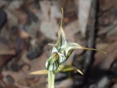 Pterostylis recurva