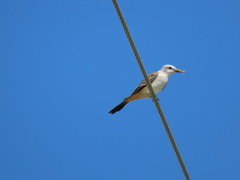 Tyrannus forficatus