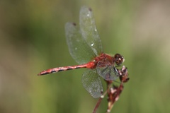 Sympetrum obtrusum
