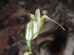 Pterostylis recurva