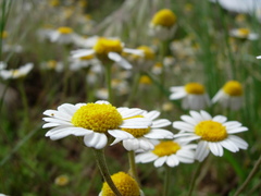 Anthemis arvensis