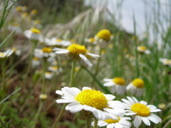 Anthemis arvensis