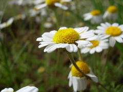 Anthemis arvensis