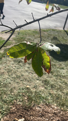 Quercus imbricaria
