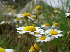 Anthemis arvensis