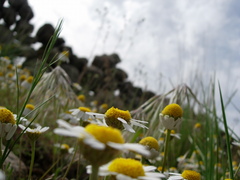 Anthemis arvensis