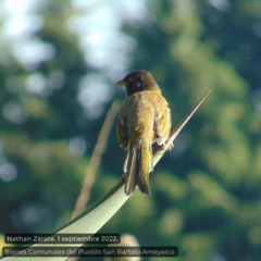 Pipilo maculatus macronyx