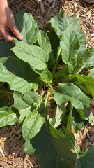 Silphium perfoliatum