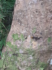 Gonatodes albogularis