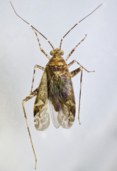 Phytocoris