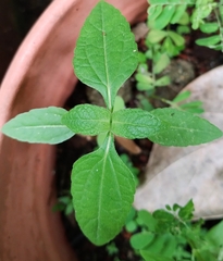 Synedrella nodiflora