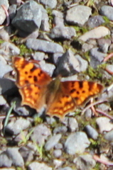 Polygonia