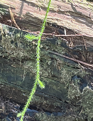 Lycopodium