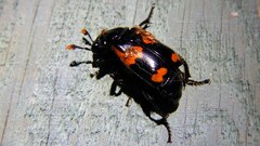 Nicrophorus sayi