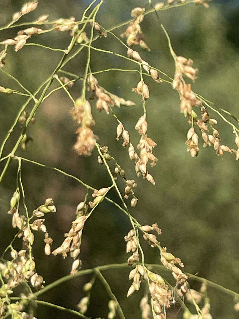 Janochloa antidotalis