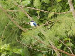 Todiramphus macleayii