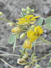 Senna confinis