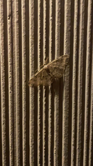 Melanolophia signataria