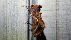 Autographa bimaculata