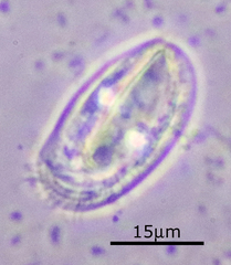 Chilodonella
