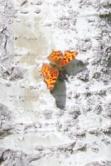 Polygonia