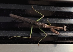 Stagmomantis